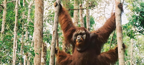 Primate On Trees