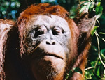 Primate